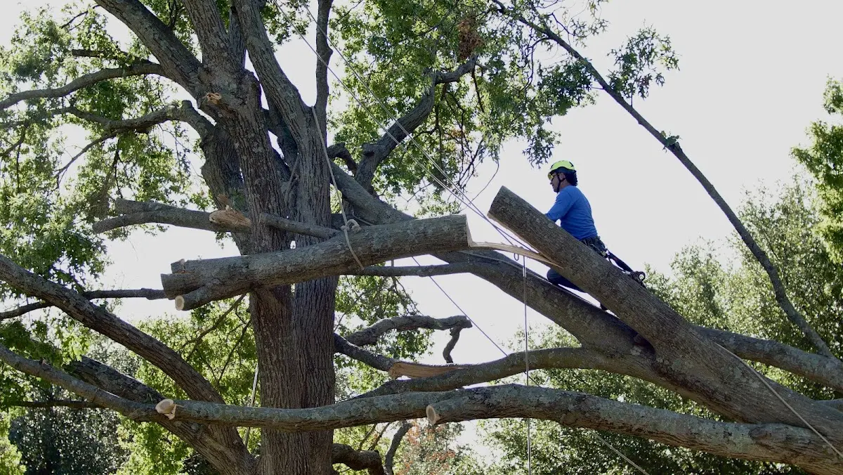 Professional Crown Thinning performed by certified arborists in Brawley