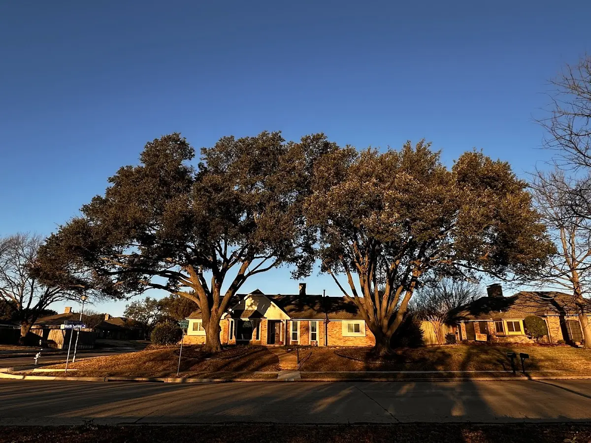 Established residential canopy tree shading a home in Brawley